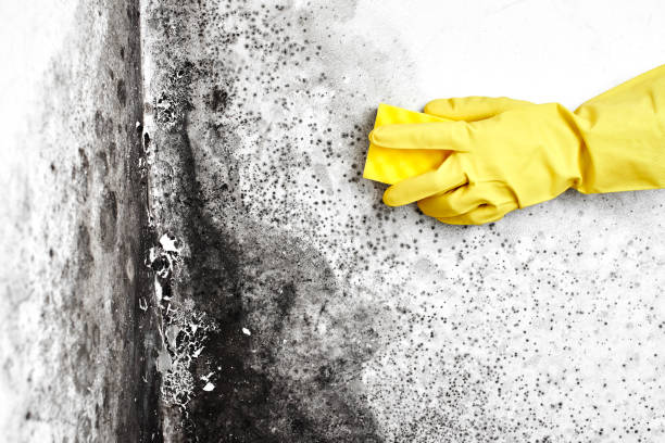 Best Comprehensive Air Testing for Mold Contaminants  in Spearville, KS