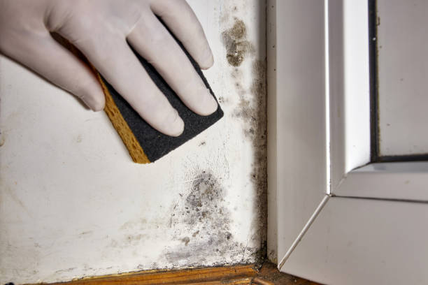Best Mold Prevention Services  in Spearville, KS